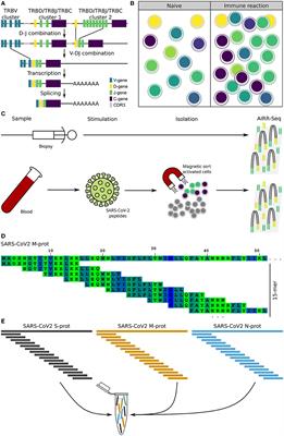 Case report: SARS-CoV-2 specific T-cells are associated with myocarditis after COVID-19 vaccination with mRNA-1273